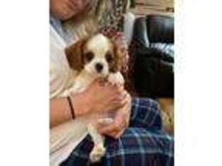 Cavalier King Charles Spaniel Puppy for sale in Spring Hope, NC, USA