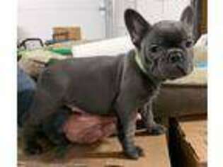 French Bulldog Puppy for sale in Washburn, MO, USA