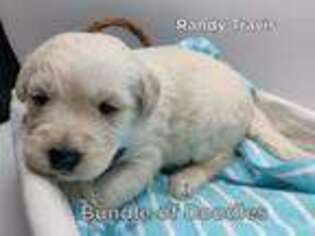 Labradoodle Puppy for sale in Bakersfield, CA, USA