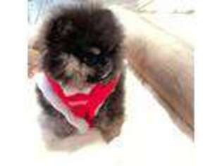 Pomeranian Puppy for sale in Hemingway, SC, USA