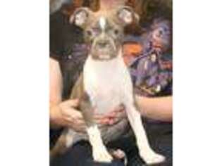 Boston Terrier Puppy for sale in Alamogordo, NM, USA