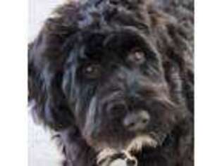 Portuguese Water Dog Puppy for sale in Duluth, GA, USA