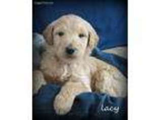 Goldendoodle Puppy for sale in Mill Hall, PA, USA