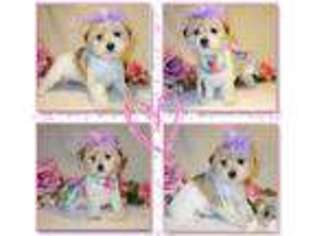Shorkie Tzu Puppy for sale in BISHOPVILLE, SC, USA