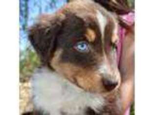 Australian Shepherd Puppy for sale in Cushing, OK, USA
