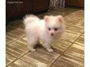Pomeranian Puppy for sale in Atoka, OK, USA