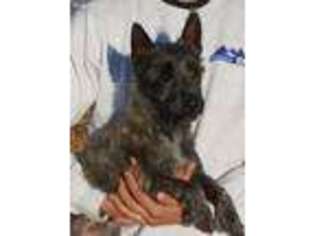 Cairn Terrier Puppy for sale in Chicago, IL, USA