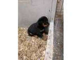 Rottweiler Puppy for sale in Sarasota, FL, USA