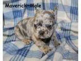 French Bulldog Puppy for sale in Maple Hill, KS, USA