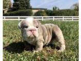 Bulldog Puppy for sale in Maysville, KY, USA