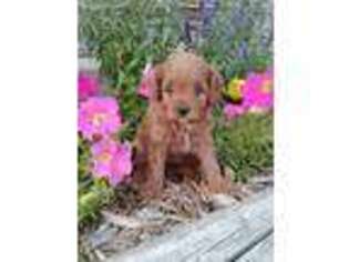 Cavapoo Puppy for sale in Bloomfield, IA, USA