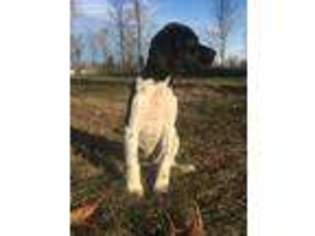 German Shorthaired Pointer Puppy for sale in Bowdoin, ME, USA