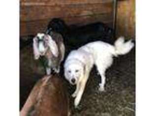 Great Pyrenees Puppy for sale in Peyton, CO, USA