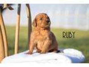 Golden Retriever Puppy for sale in Estacada, OR, USA