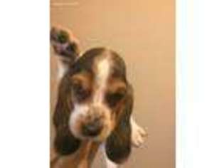 Basset Hound Puppy for sale in Chicago, IL, USA