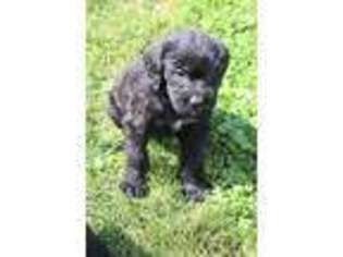 Mutt Puppy for sale in Laurelville, OH, USA