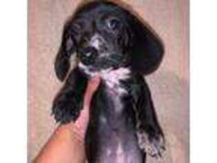 Dachshund Puppy for sale in Delano, CA, USA