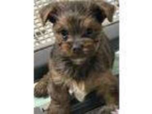 Yorkshire Terrier Puppy for sale in Bryan, TX, USA