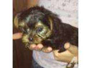 Yorkshire Terrier Puppy for sale in THONOTOSASSA, FL, USA