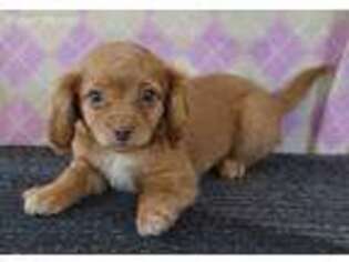 Mutt Puppy for sale in Mount Pleasant, UT, USA