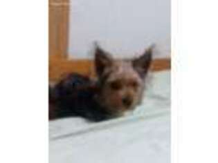Yorkshire Terrier Puppy for sale in Nashville, OH, USA