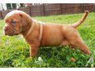 American Bull Dogue De Bordeaux Puppy for sale in MIDDLEBURG, PA, USA
