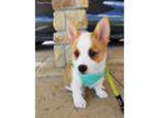Pembroke Welsh Corgi Puppy for sale in Irving, TX, USA