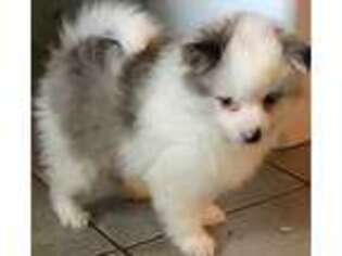 Pomeranian Puppy for sale in Leola, PA, USA