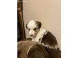 Miniature Australian Shepherd Puppy for sale in Franklin, GA, USA