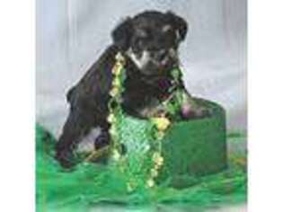 Mutt Puppy for sale in Altoona, IA, USA