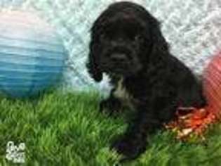 Cocker Spaniel Puppy for sale in Petal, MS, USA
