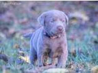 Labrador Retriever Puppy for sale in Cumberland, VA, USA