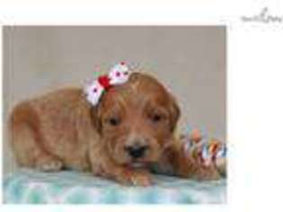 Goldendoodle Puppy for sale in Lexington, KY, USA