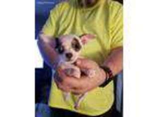 Chihuahua Puppy for sale in Pitman, NJ, USA