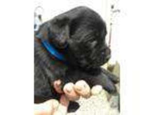 Labrador Retriever Puppy for sale in CORNING, CA, USA