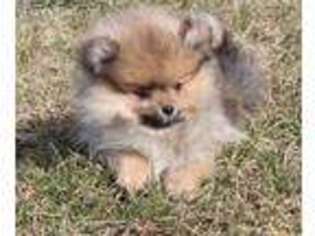 Pomeranian Puppy for sale in Park Rapids, MN, USA
