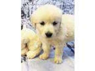Golden Retriever Puppy for sale in Adairsville, GA, USA
