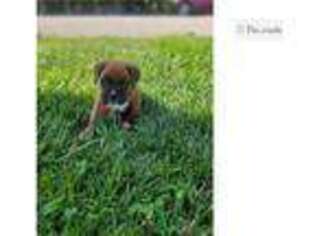 Boxer Puppy for sale in Evansville, IN, USA