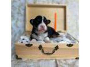 Pembroke Welsh Corgi Puppy for sale in Sanford, NC, USA
