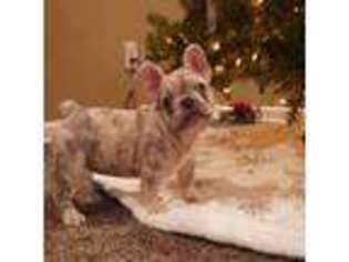French Bulldog Puppy for sale in Highland, IN, USA