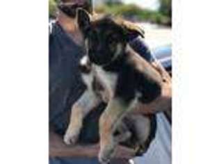 German Shepherd Dog Puppy for sale in Lyman, SC, USA