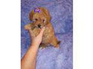 Mutt Puppy for sale in Duncan, SC, USA