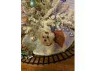 Maltese Puppy for sale in O Fallon, MO, USA