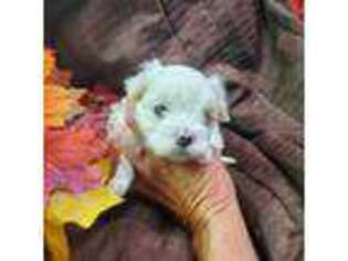 Maltese Puppy for sale in Stockton, MO, USA