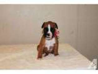 Boxer Puppy for sale in OWENSBORO, KY, USA