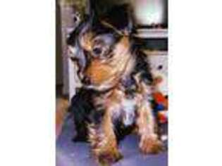 Yorkshire Terrier Puppy for sale in State College, PA, USA