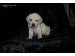 Labrador Retriever Puppy for sale in Monroe, MI, USA