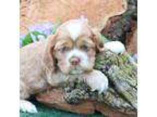 Cocker Spaniel Puppy for sale in Ligonier, IN, USA