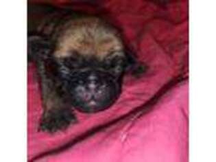 Pug Puppy for sale in Killeen, TX, USA