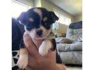 Chihuahua Puppy for sale in Sterling, MA, USA